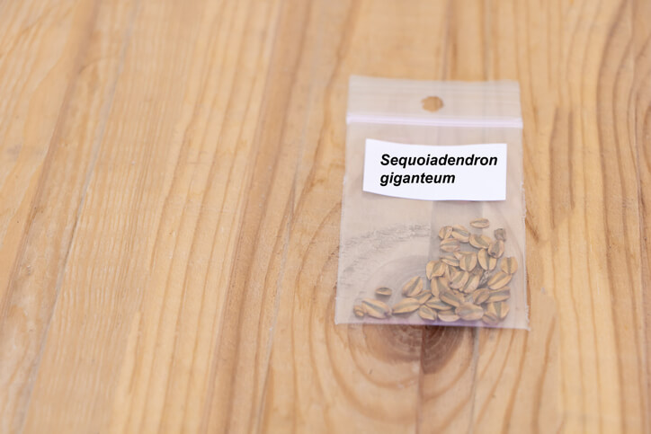 Vorbereitung der Samen