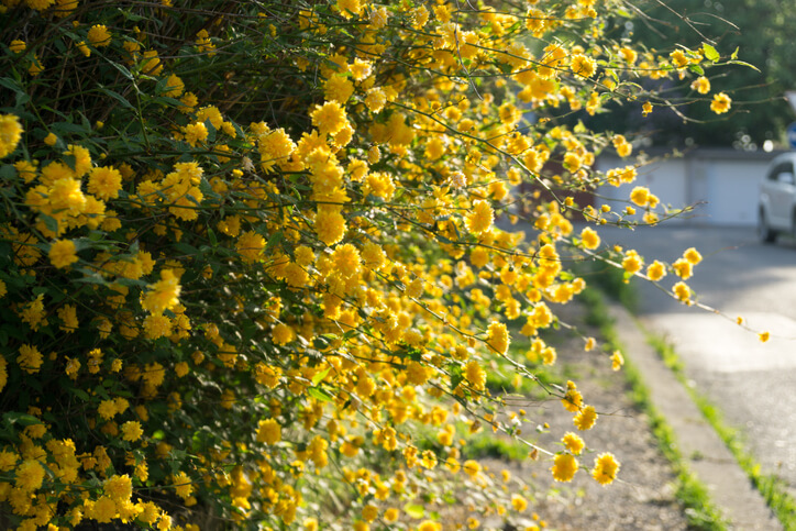 Wann ist der beste Zeitpunkt für den Schnitt des Ranunkelstrauches gekommen