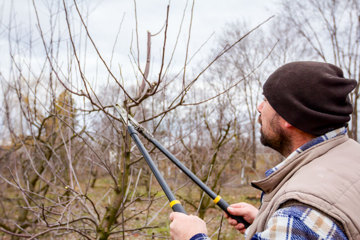Wann ist der beste Zeitpunkt für einen Rückschnitt