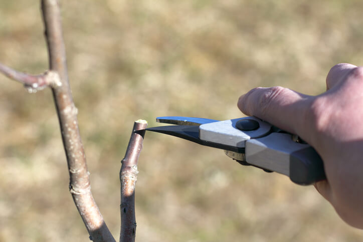 Wann und wie kürzt man den Haupttrieb
