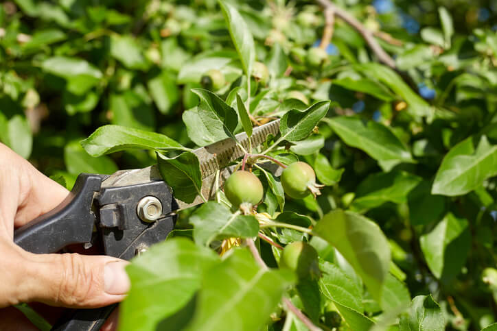 Wann und wie kürzt man die Seitentriebe