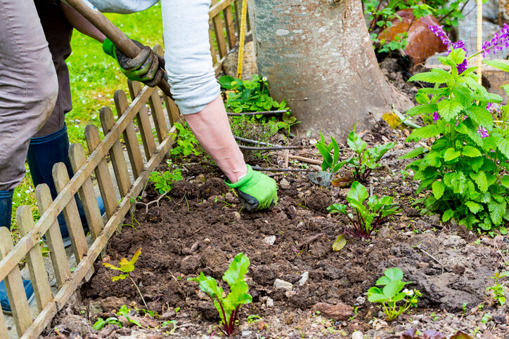 Warum sollte Unkraut entfernt werden
