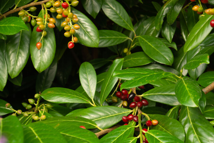 Was macht den Kirschlorbeer giftig