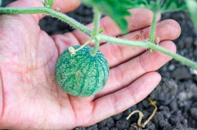 Wassermelone im Garten pflanzen