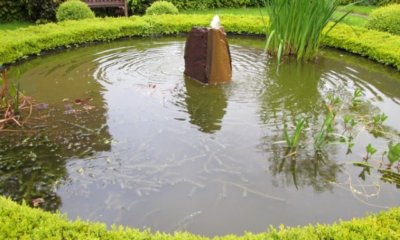 Wasserpest im Teich - Tipps zur Pflege