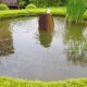 Wasserpest im Teich - Tipps zur Pflege