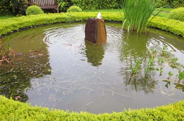 Wasserpest im Teich - Tipps zur Pflege