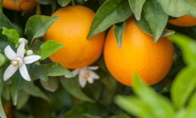 Welche Orangensorten gibt es