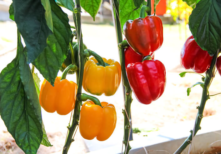Welche Paprikas eignen sich zum Selberziehen