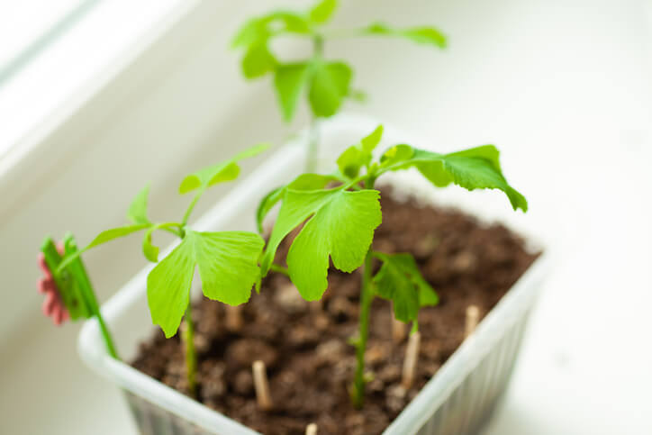 Welche Standortbedingungen bevorzugt der Ginkgo