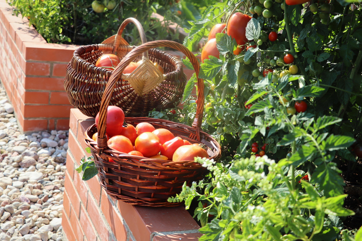 Welche Vorteile bringt ein Hochbeet für Tomaten mit sich
