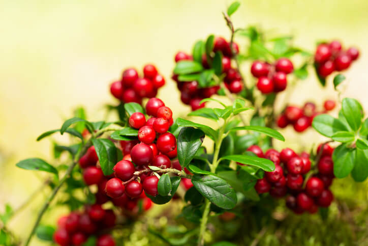 Welchen Standort bevorzugt die Cranberry