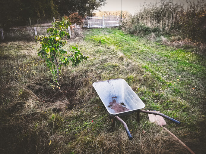 Wie dünge ich den Quittenbaum richtig