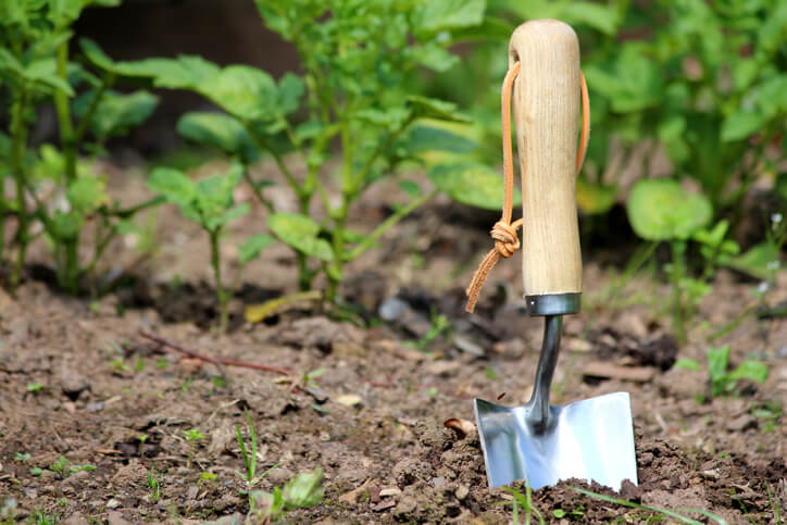 Wie kommt das Unkraut in meinen Garten