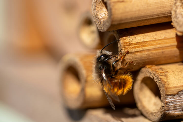 Wildbienen