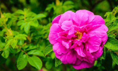 Wildrosenhecke anlegen und pflegen