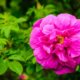 Wildrosenhecke anlegen und pflegen