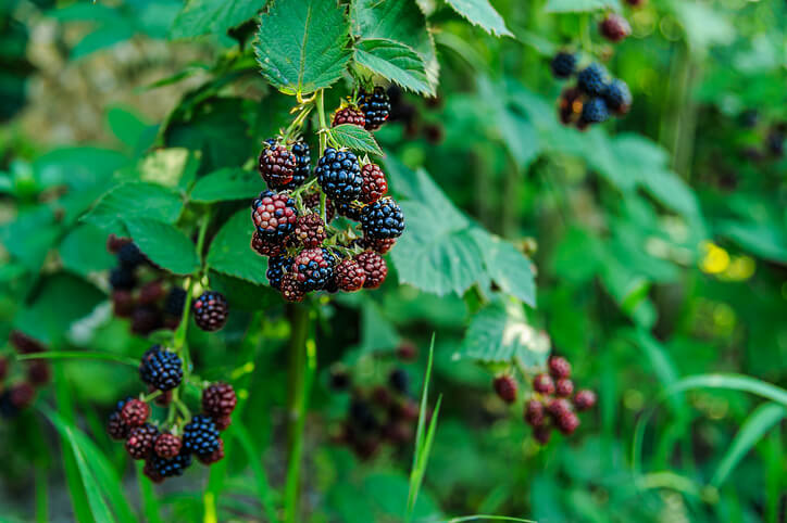 Wirkung auf das Herz-Kreislauf-System
