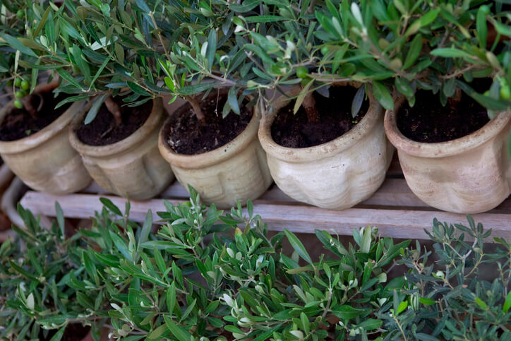 Wo kann man einen Olivenbaum kaufen