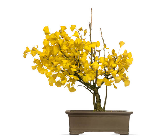 ᐅ Ginkgo als Bonsai erziehen wichtige Tipps und Tricks