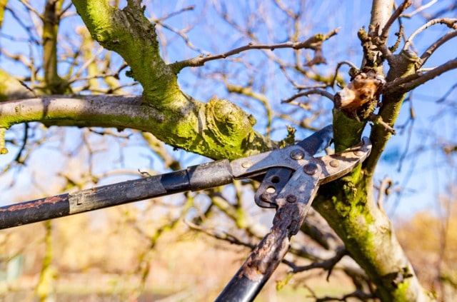 Zierapfel schneiden - Zeitpunkt und Anleitung