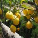 Zitronenbaum düngen - wie oft und wann