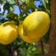 Zitronenbaum veredeln - Schritt für Schritt Anleitung