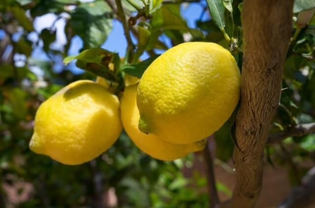 Zitronenbaum veredeln - Schritt für Schritt Anleitung