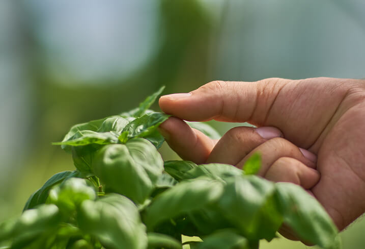 Zupfen und Abknicken