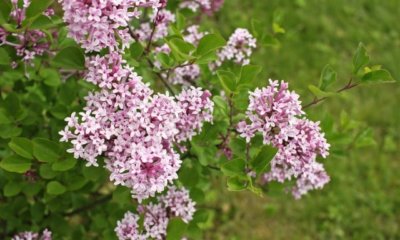 Zwergflieder richtig schneiden