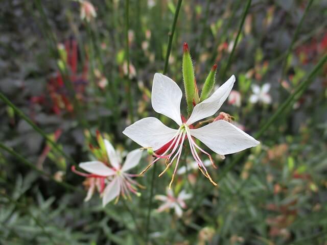 Prachtkerze Pflege - Standort, Erde und mehr