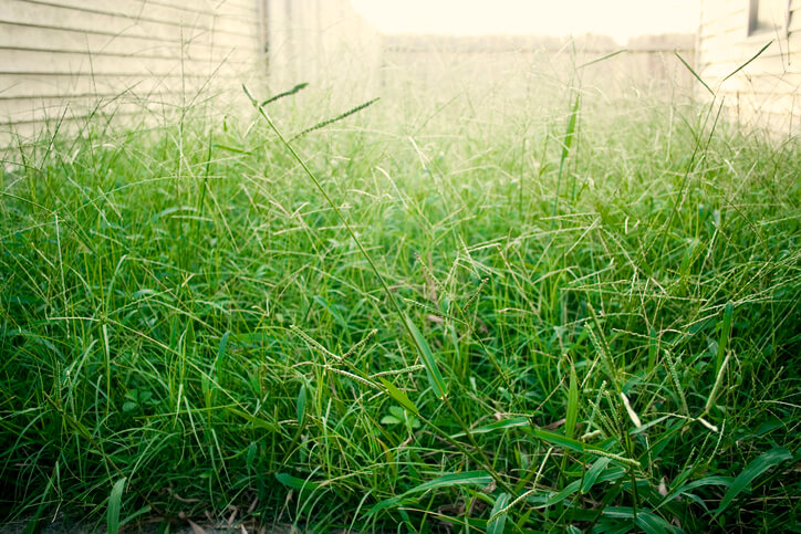 So entsteht saurer Gartenboden