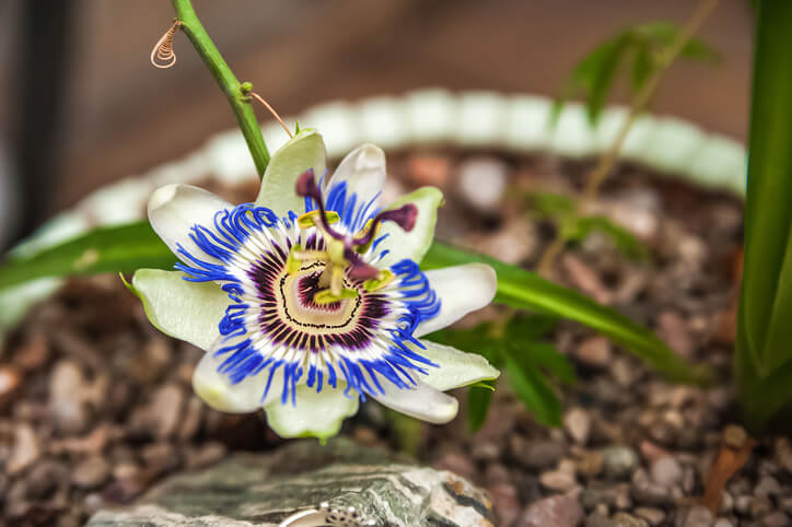 Die beste Pflanzzeit