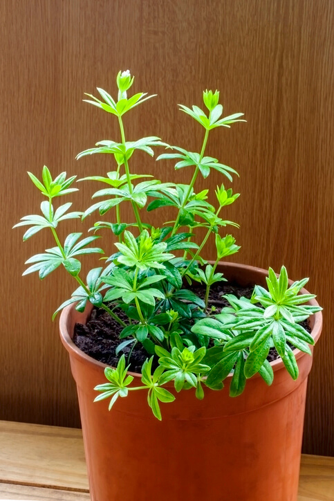 Die richtigen Bedingungen ermöglichen sogar den Anbau im Topf