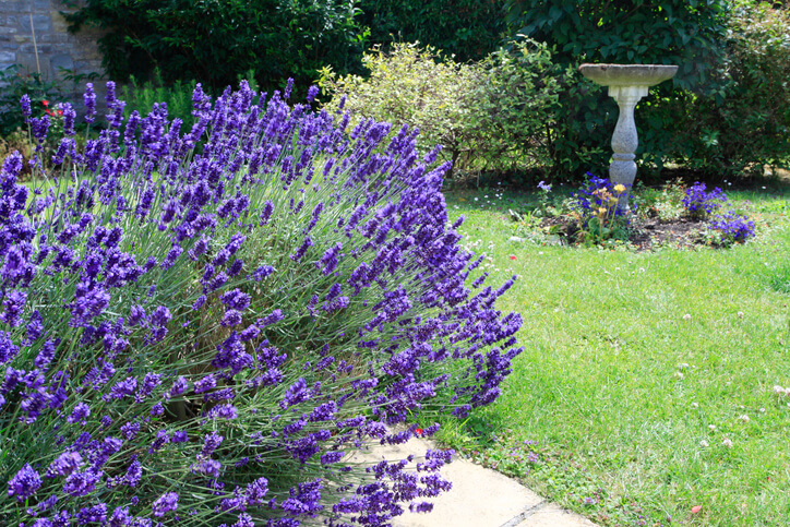 Lavendel anbauen im eigenen Garten