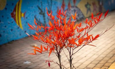 Ahorn im Garten und Kübel pflanzen