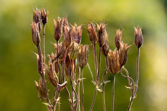 Akelei Samen - alles Wissenswerte