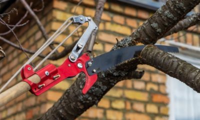 Alten Kirschbaum schneiden - so wird's gemacht!