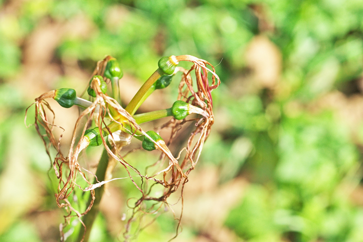 Amaryllis-Pflanzen aus Samen ziehen