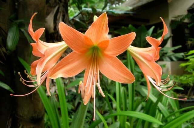 Amaryllis aus Samen ziehen - Zeitpunkt und Anleitung