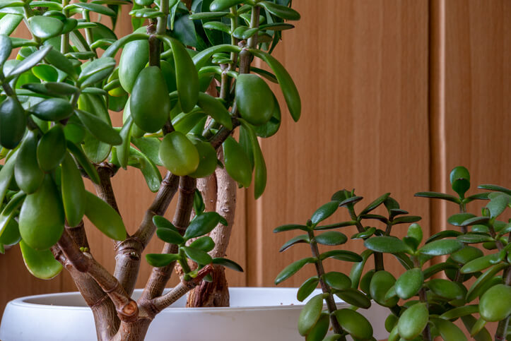 Anleitung zum Schnitt