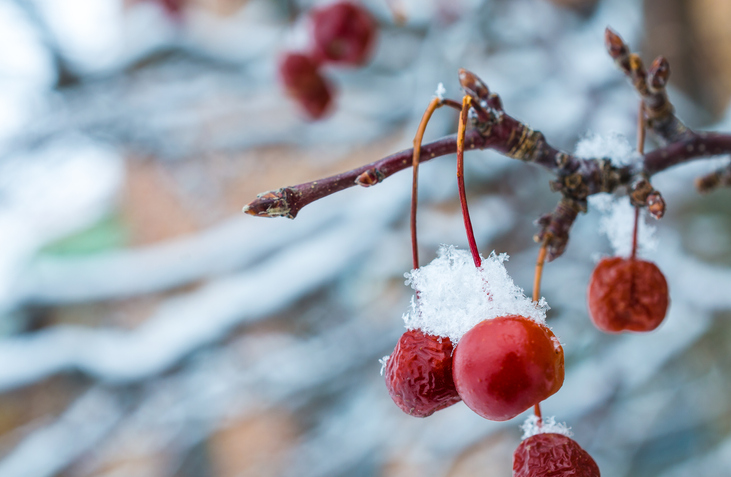 Ausgewachsene Kirschbäume auf den Winter vorbereiten