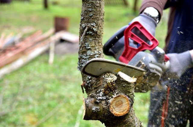 Birke schneiden - Zeitpunkt und Anleitung