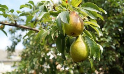 Birnbaum Pflege
