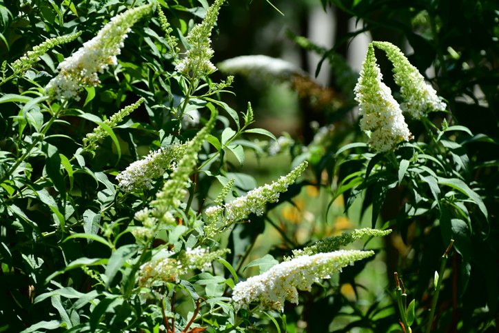 Blattwanzen vorbeugen