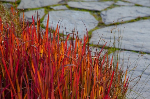 Blutgras richtig schneiden - Zeitpunkt und Anleitung