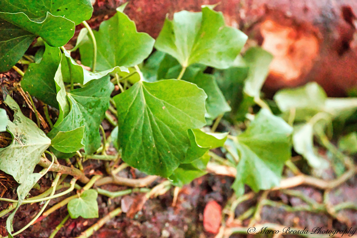 Bodenbedeckenden Efeu richtig entfernen