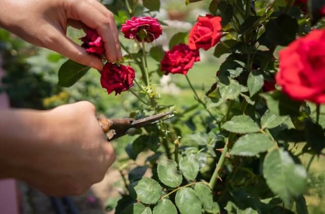 Bodendeckerrosen richtig schneiden