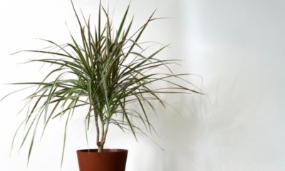 Braune Spitzen an Drachenbaum-Blättern - was tun