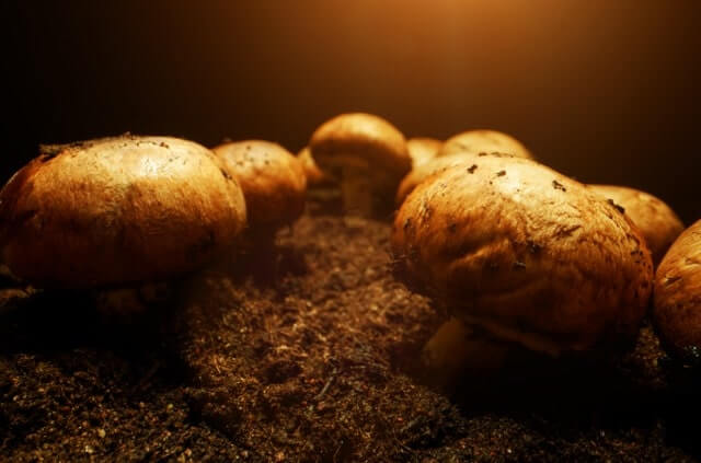 Braunkappen im Keller züchten